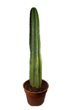 images/productimages/small/San pedro pot trichocereus pachanoi.jpg